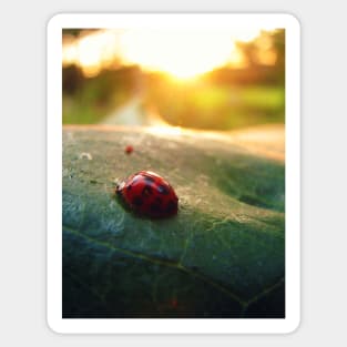 Ladybug Sunburst Sticker